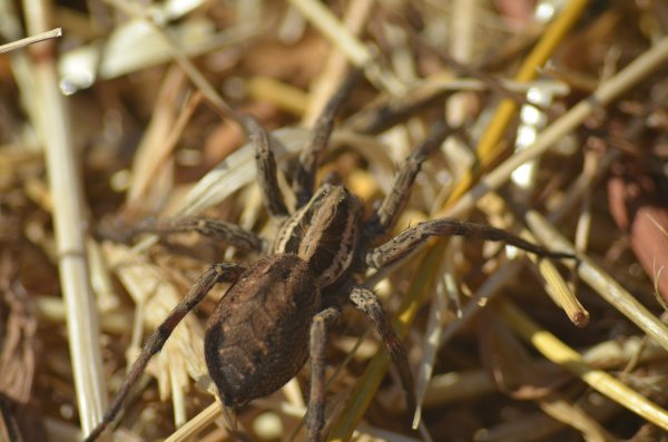 Hogna radiata